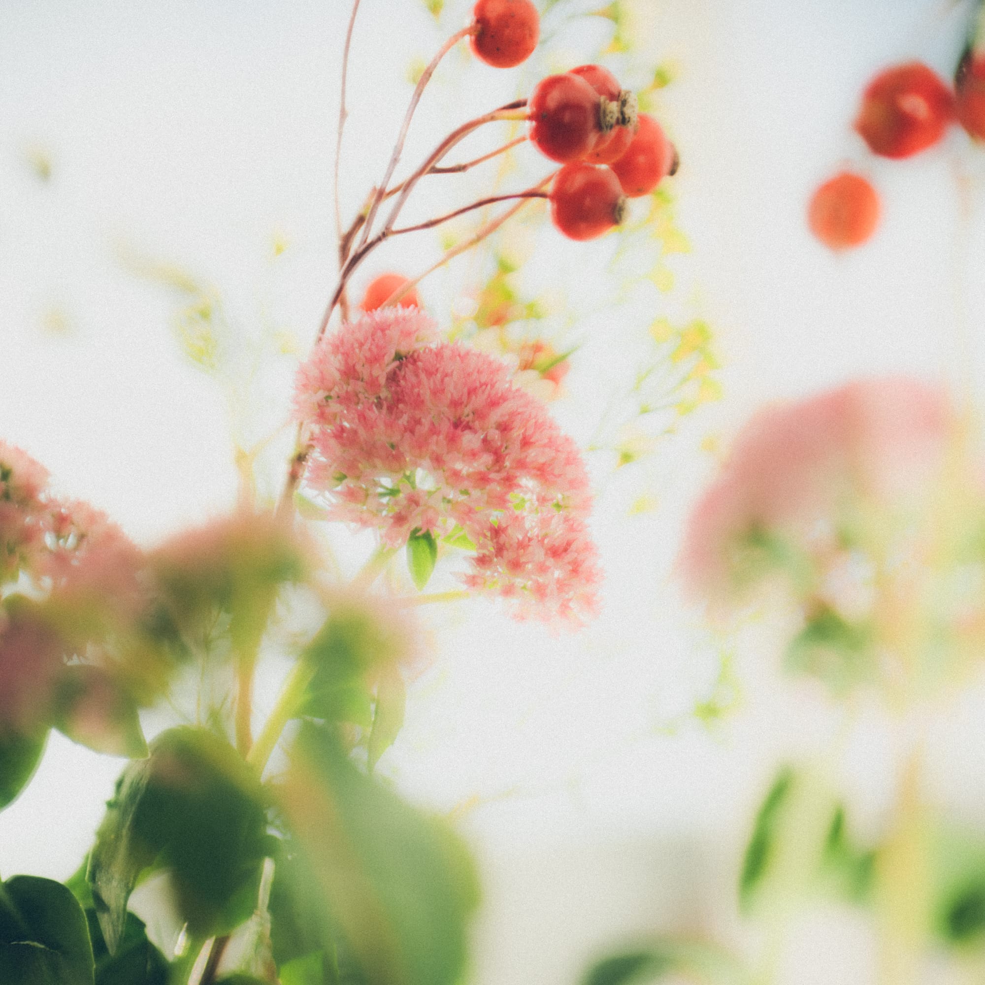 Caeca - akinanode/Cinderella Step