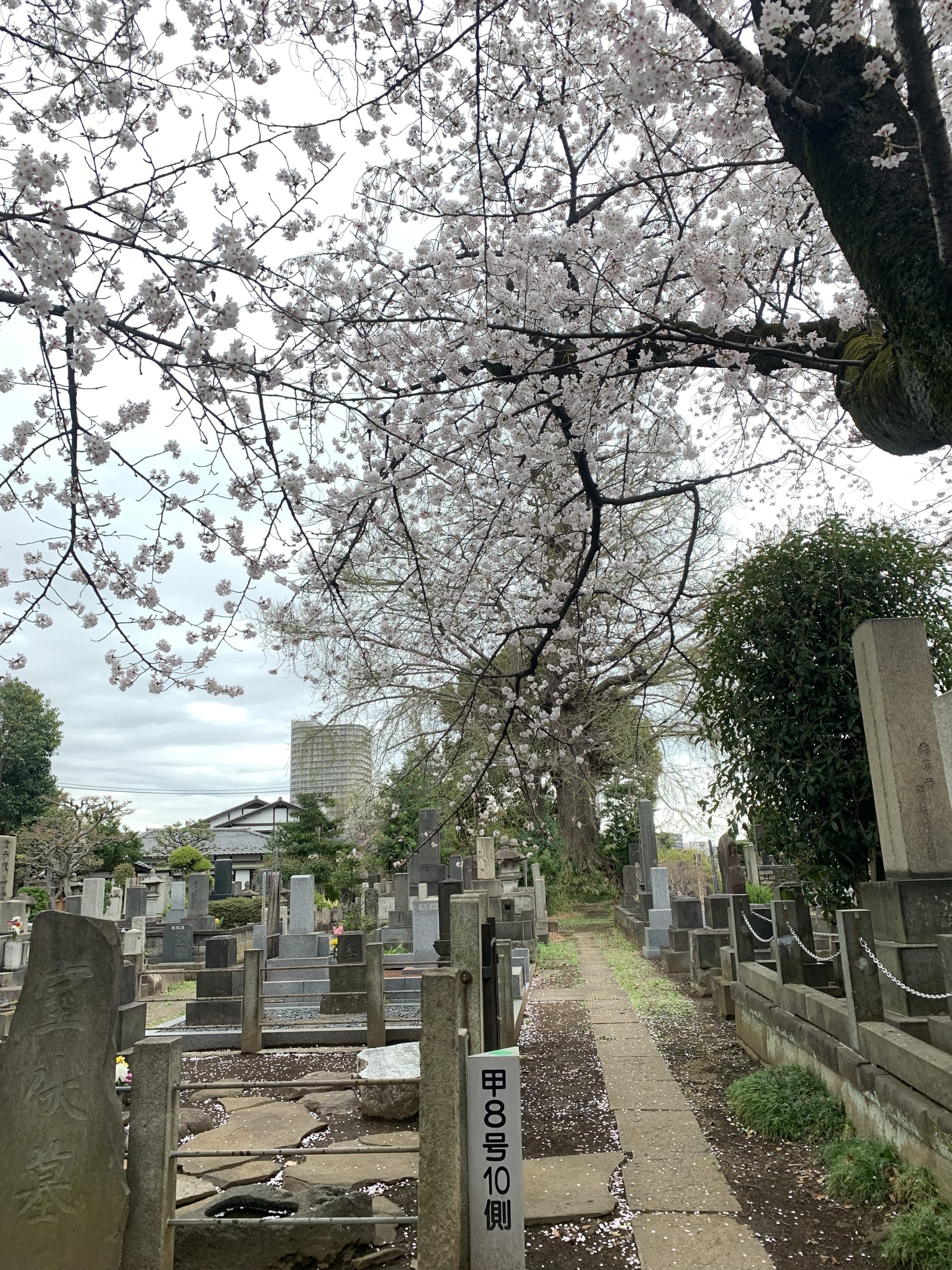 Photo of graves in a cemetery with cherry blossoms over-hanging 