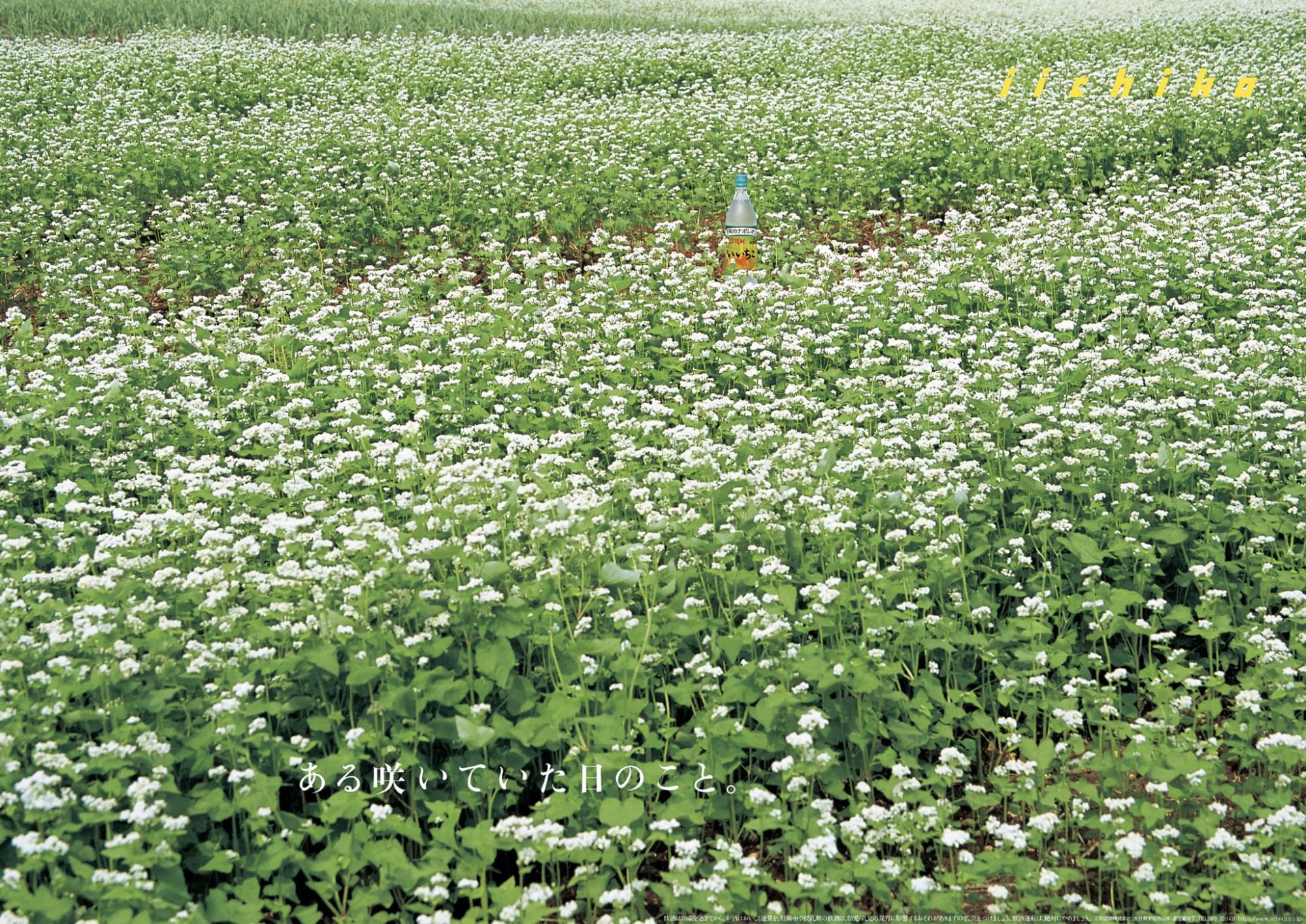 iichiko poster January 2025